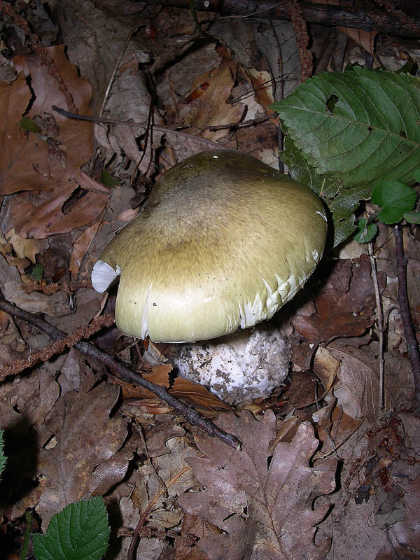 Amanita phalloides